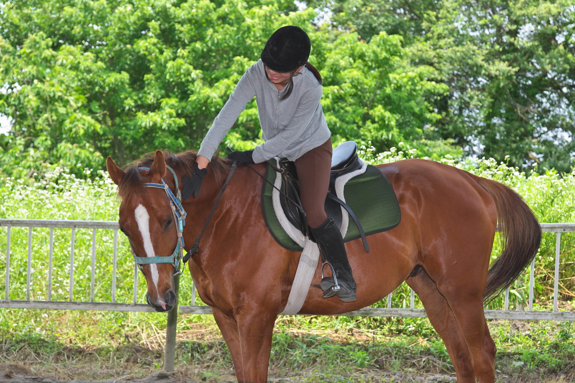大山乗馬センター/株式会社 大山乗馬クラブ